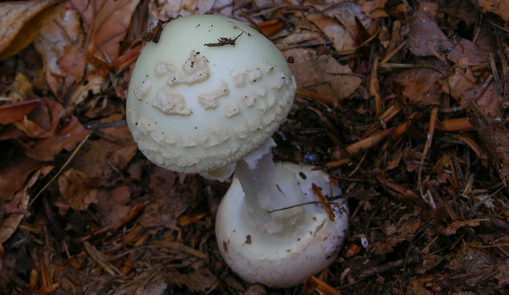 Fungo da determinare 2(Amanita citrina)